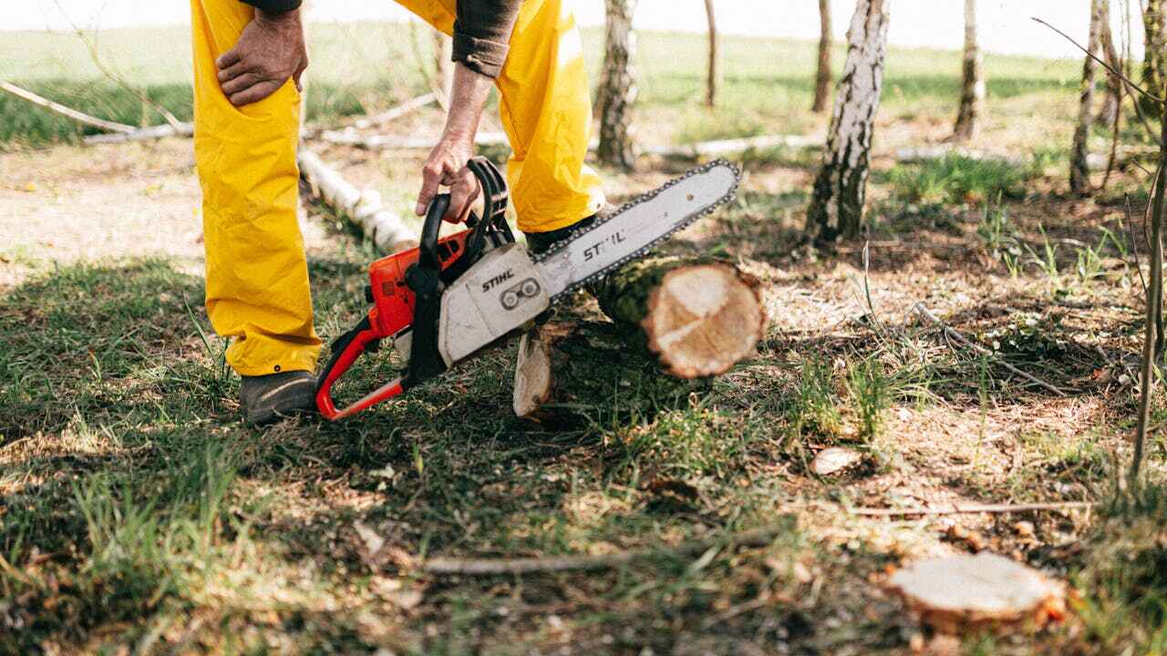 Best Dead Tree Removal  in Dove Valley, CO